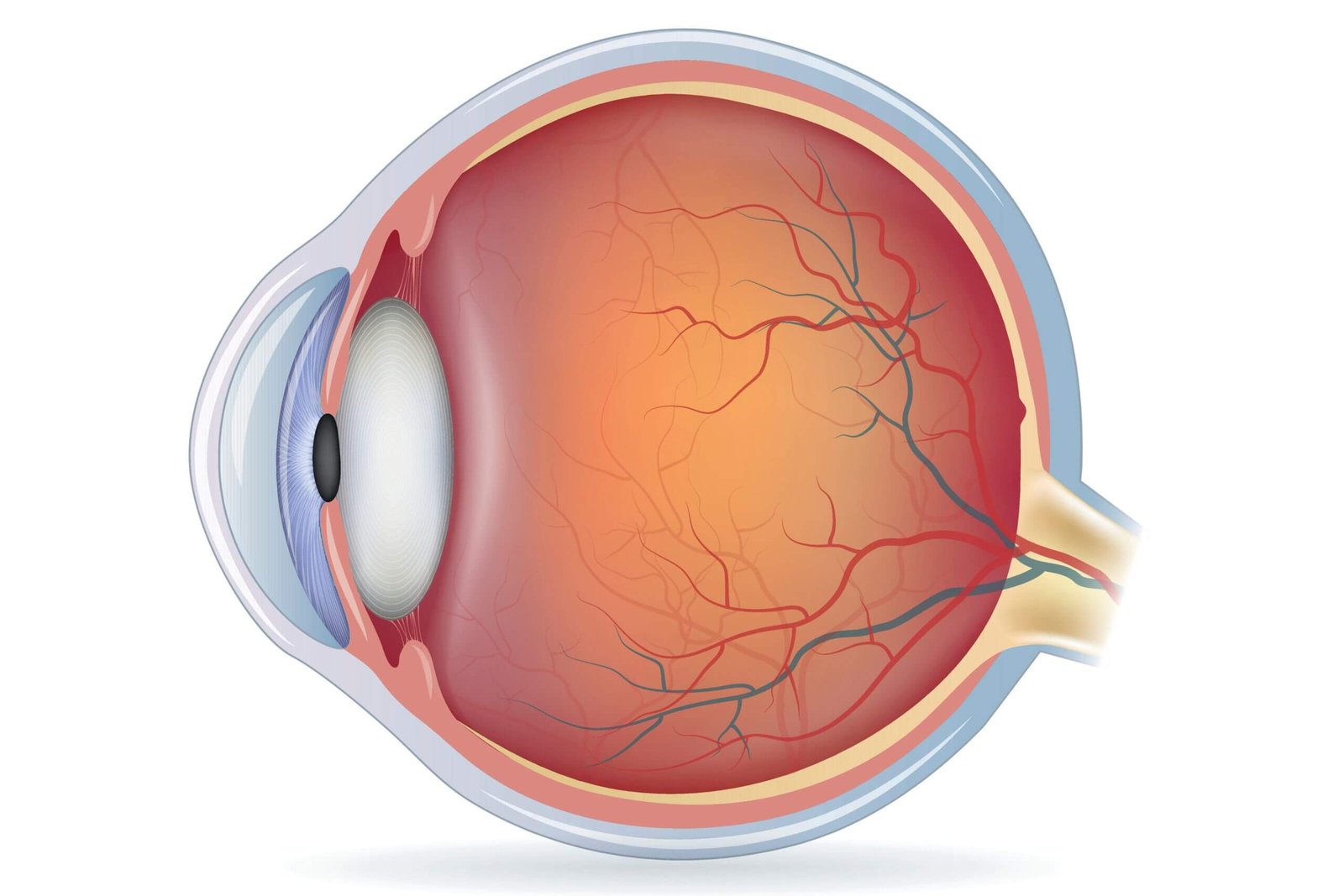 anatomie-oeil-colombes schéma anatomique d'un œil
